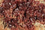Glittering, Ruby Red Vanadinite Crystals on Barite - Morocco #278230-2